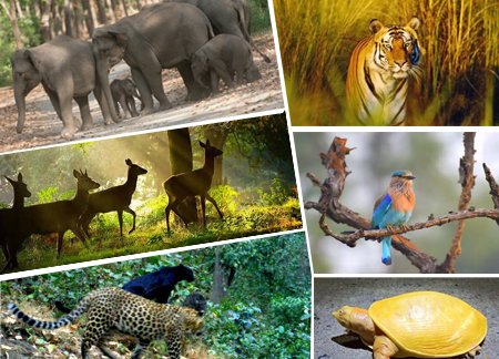 Wildlife Package